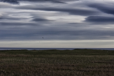 Grass and Arctic Terns. Sanefellsenes