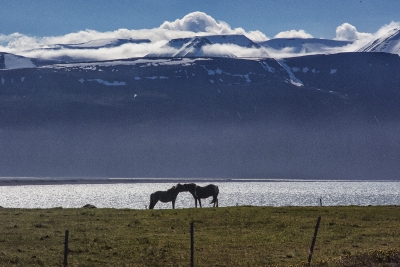 Icelandic Horses. Husavik